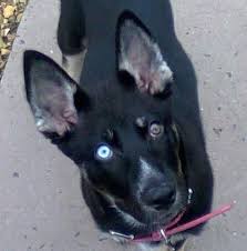 German Shepherd Pitbull Mix Black And Brown A Black With Tan And White Gerberian Shepsky Puppy With One Blue Eye And One Brown Eye Is St German Shepherd Husky Mix German Shepherd Husky Puppy Dog Pictures