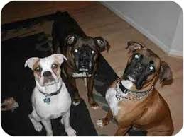The arizona humane society has breeds of all sizes, temperaments and energy levels. Az Boxer Resque Needs Foster Mommies Daddies I Want Them All Dog Adoption Boxer Puppies For Adoption Boxer Dogs