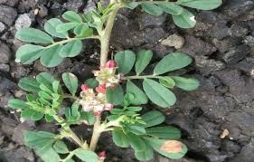 Image result for Indigofera subulata