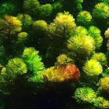 More Cabomba By Rutherfordaquascaping Green And Purple Cabomba Wasserpflanzen Pflanzen Nano Aquarium