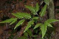 Image result for Pteris catoptera