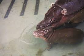 Baby pygmy hippo bath : These Pictures Of A Newborn Pygmy Hippo Will Lighten Even The Darkest Of Days