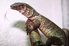 Varanus Dumerilii Dumerils Monitor Reptiles And Amphibians Animals Reptilia
