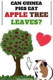 Can guinea pigs eat apples. Pin On Guinea Pig Food And Diet