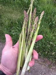 Image result for Asparagus migeodii