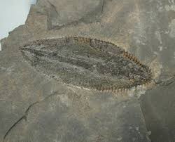 Image result for Dignathia gracilis