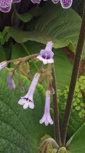 Image result for Streptocarpus hirticapsa