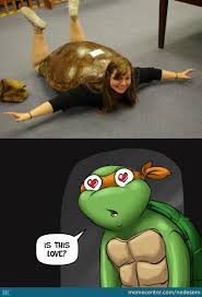 Heroes In A Half Shell Funny Memes Funny Half Shell