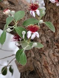 Image result for Feijoa sellowiana
