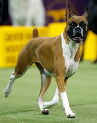 Originally, the show consisted of two groups, but. Westminster Dog Show Winner Has Staunton Connection