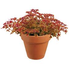 Image result for Coleus thyrsoideus