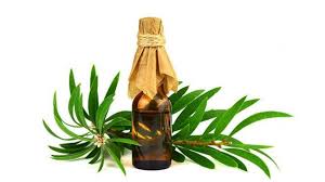Maybe you would like to learn more about one of these? Manfaat Minyak Kayu Putih Dan Cara Bedakan Kayu Putih Asli Atau Palsu Gaya Tempo Co