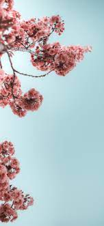 Iphone 11 Wallpaper Vintage Flower Iphone Wallpaper Wallpaper Iphone Summer Cute Flower Wallpapers