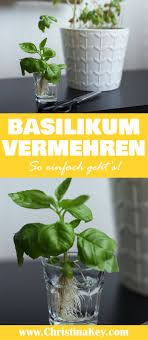 Basilikum Vermehren Tipps Kreative Fotografie Tipps Und Foto Hacks Basilikum Vermehren Pflanzen Salat Pflanzen