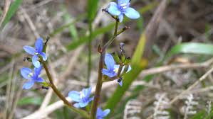Image result for Aristea angolensis