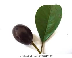 Image result for Manilkara kauki