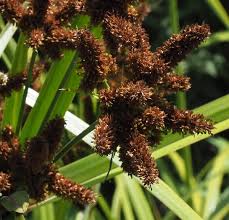 Image result for Cyperus dives
