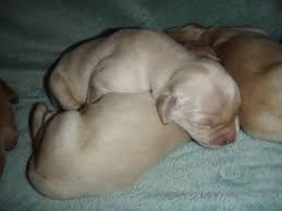 Golden retriever puppy for sale in pasco, golden retriever puppy for sale in alberton, english golden retrievers puppy for in golden retriever/ german shepherd puppies! English Cream Golden Retriever Puppies Pets And Animals For Sale Spokane Wa
