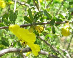 Image result for Rhigozum brevispinosum