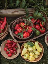 Set pepper plants in a hole that is twice as wide as the seedling root ball and about 1 inch deeper so a portion of the stem is below soil level. Growing Peppers Burpee