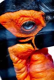 Black Bird With White Head And Red Beak Southern Ground Hornbill Bucorvus Cafer Bird Head Close Black Plumage S Sponsored Bucorvus Cafer Hornbil Bird White Background Photo Beautiful Birds