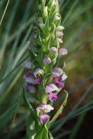 Image result for Brachycorythis congoensis