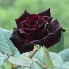 Use them in commercial designs under lifetime, perpetual & worldwide rights. Four Seasons Indoor Potted Flowering Plants Black Roses Seedlings Rose Black Buck Black Rose Miao Miao In Flower Pots Plante Planting Flowers Rose Seeds Rose