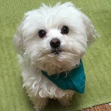 The dog that is actually a cat. How To Draw Cute Dogs Sweet Planit