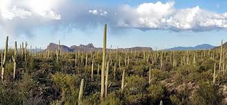 Es ilegal cosechar cualquier cactus sin un permiso del departamento de agricultura de arizona. Saguaro Carnegiea Gigantea El Cactus Por Excelencia Agromatica