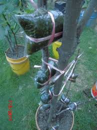 Bab.la is not responsible for their content. How To Transplant Plants From Heaven English And Bahasa Steemit
