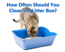 Cats are mostly self sufficient in. How Often Should You Clean The Litter Box Thecatsite Articles