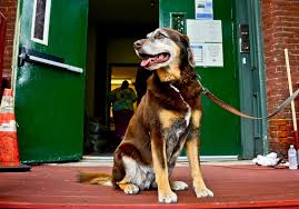Licenses can be purchased at the utility billing office at city hall (117 west central avenue). Dog License Debate Pittsburgh Post Gazette