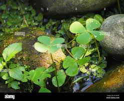 Image result for Marsilea minuta
