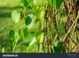 Image result for Tinospora tenera