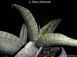 Image result for Sansevieria sinus-simiorum