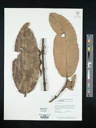 Image result for Garcinia buchneri