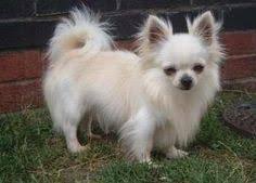 Lilac Long Haired Chihuahua Chihuahua Puppies Chiwawa Puppies Long Haired Chihuahua Puppies