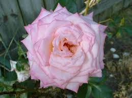 We did not find results for: Extending The Bloom Season Of Roses Thriftyfun