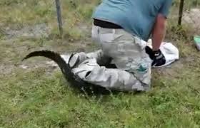 If you want the alligator to put up a good fight, it's best to sneak up on it from behind. Florida Man Finds Alligator Outside His Home Decides To Wrestle It Blogs