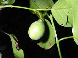 Image result for Berchemia discolor