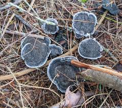 Image result for Phellodon niger