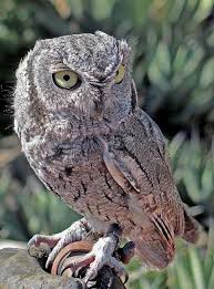 Birds Of Arizona Desert Arizona Sonora Desert Museum Tucson Arizona 2 Desert Animals Sonora Desert Owl
