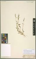 Image result for Urochloa semiundulata