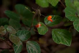 Image result for Hylodesmum repandum