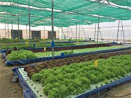 Aquaponics Companies In India Aquaponic