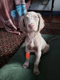 Luckily, we have several options available for you. Dangers Owyheestar Weimaraner S News