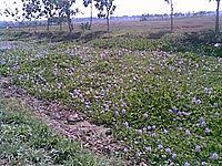 Selain dikenal dengan nama eceng gondok, di beberapa daerah di indonesia, eceng gondok mempunyai nama lain seperti di daerah palembang dikenal dengan nama kelipuk, di lampung. Eceng Gondok Wikipedia Bahasa Indonesia Ensiklopedia Bebas