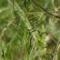 Image result for Thesium goetzeanum
