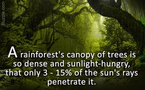 Tropical rainforests form a lush, green band around the equator between the two latitudinal lines of the tropics of cancer and capricorn. The Diverse Plants And Animals Of The Tropical Rainforest Biome Science Struck