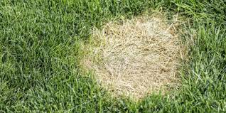 To determine if dog urine is killing the lawn or a grass fungus, simply pull up on the affected grass. How To Prevent Dog Urine Spots On Your Lawn Poop 911